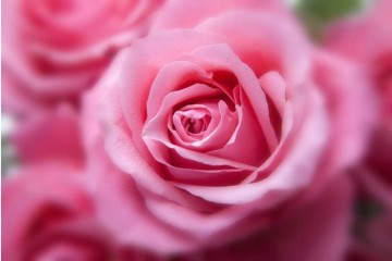 Ученые поняли, как розы благоухают