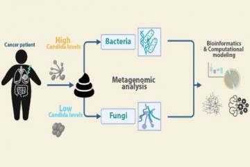 Кишечные бактерии влияют на рост грибков Candida