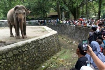 Слоны и попугаи радуются посетителям зоопарка