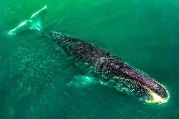 Гренландские киты способны предотвращать рак