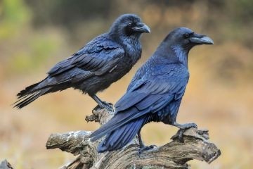 Ученые выяснили, что наше сосуществование с воронами началось свыше 30 тысяч лет назад в эпоху палеолита
