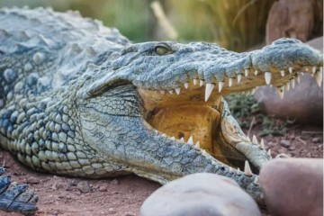 Крокодилы прекрасно распознают детский плач