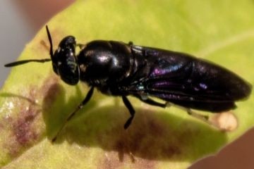 Ученые предлагают производить новые экологичные биопластики из останков панцирей мух