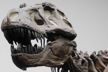 Палеонтологи вычислили, насколько умен был тиранозавр рекс
