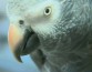 Попугай впервые в США предстанет перед судом