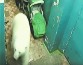 Север России оккупируют белые медведи