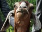 Нью-йоркскую козу наградили за заботу об экологии