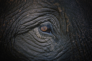 В зоопарке города Пермь упал слон