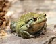 Вдыхание порошка из кожи жабы "дает длительную удовлетворенность жизнью"