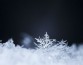 Ученые обнаружили, что даже белый снег может содержать множество микроорганизмов
