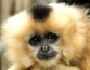 В Германии один китайский фонарик принес мучительную смерть десяткам обезьян