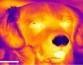 Собаки способны органами обоняния чувствовать слабое тепловое излучение