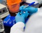 В Европе создано антитело, победившее коронавирус