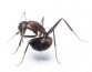 Ученые выяснили, что муравьи дезинфицируют себя изнутри своей кислотой