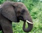 Намибия пустит с молотка своих слонов, чтобы спасти их