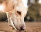 Собаки могут находить больных Ковидом-19 по запаху