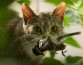 Ученые определили, как можно удержать домашних кошек от охоты на мелких животных