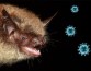 Ученые выяснили, почему контакт со слюной летучих мышей так часто вызывает у людей эпидемии