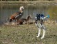 Исследователи разработали робота, взяв за образец ноги нелетающей птицы