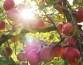 Ученые определили, чем дикие яблоки были полезнее культурных