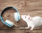 Ученые выяснили, что слабые шумы оказывают болеутоляющее действие на мышей