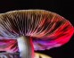 Псилоцибин из «волшебных грибов» обладает терапевтическим потенциалом при алкогольной зависимости