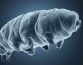 Ученые определили, что тихоходки при криобиозе, вызванном холодом, останавливают старение