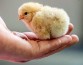Исследователи доказали, что цыплята домашних кур понимают концепцию отсутствия