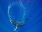 Горбатые киты пользуются сложными инструментами из пузырей