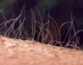 Ученые создали базу данных видео, от которых мурашки по коже