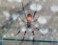 Шелк гусениц и пауков может помочь в хирургии поврежденных нервов