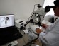Аргентинские ученые начали кастрировать комаров