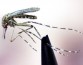 Израильские ученые создали идеальное средство от комаров