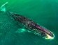 Гренландские киты могут предотвращать рак, восстанавливая ДНК, и жить до 200 лет