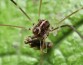 Исследователи выявили, что потерявшие ногу пауки-сенокосцы способны производить потомство