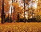 Ученые нашли, от чего зависит ранний или поздний осенний листопад после жаркого лета