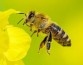 Когнитивные способности пчелиного мозга пригодятся для быстрых и эффективных дронов и роботов