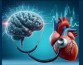 Эксперимент впервые выявил в мозге особые сторожевые клетки, реагирующие на сердцебиение
