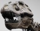 Палеонтологи вычислили, насколько умен был тиранозавр рекс
