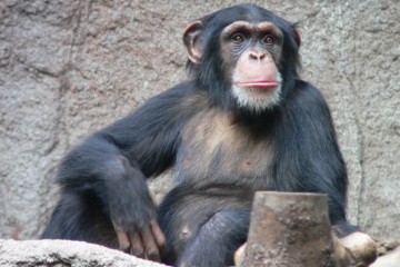 Ученые обнаружили, что шимпанзе не свойственен альтруизм
