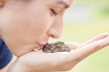 Почему не стоит целоваться с жабой или лягушкой