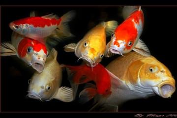 Жизнь рыб: хоровое пение и признания в любви