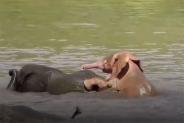 Африканский турист встретил настоящего розового слона