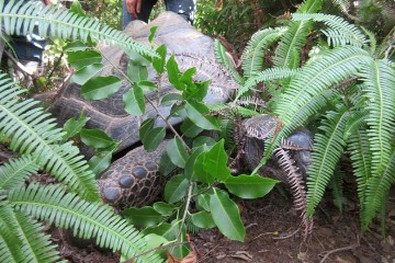 Побег гигантской черепахи: 140 м за две недели