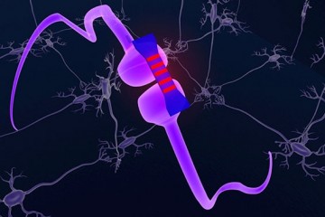 Фотонный синапс так же пластичен, как нейронные связи в мозге