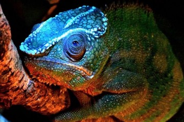 Синее флуоресцентное свечение из бугорков на голове хамелеона