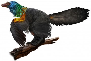 В Китае найден неформальный динозавр