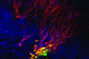 Нервные клетки в мозге обновляются всю жизнь