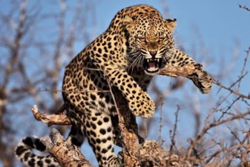 Голодные леопарды полезны для здоровья людей