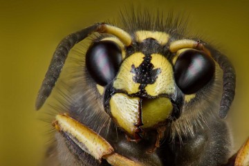 Почему люди положительно относятся к пчелам и отрицательно к осам 